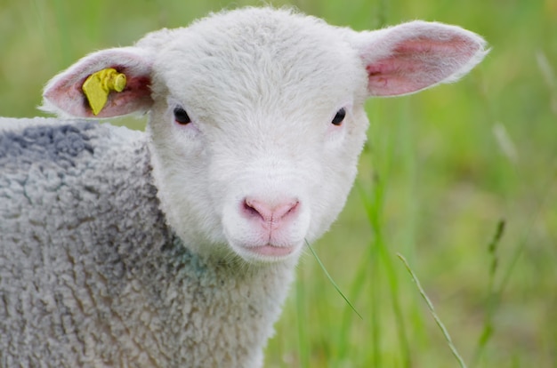 Foto de foco seletivo de uma ovelha branca fofa no meio de um terreno coberto de grama
