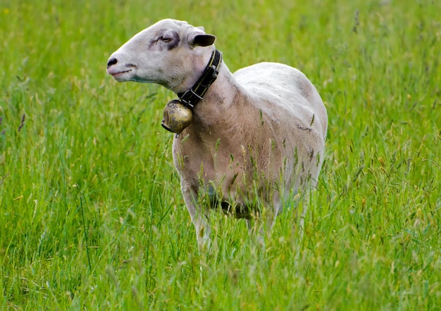 Foto de foco seletivo de uma ovelha em um campo de grama verde