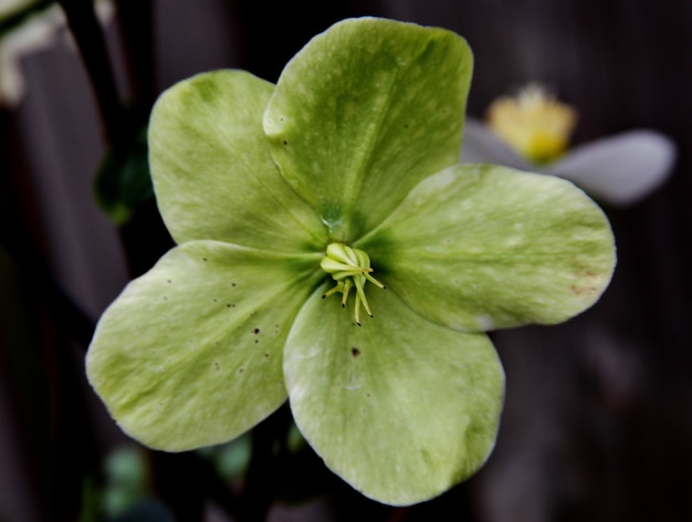 Foto de foco seletivo de uma pequena flor verde com um fundo desfocado