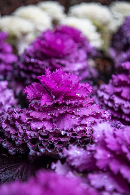 Foto de foco seletivo de uma planta roxa com gotas de água