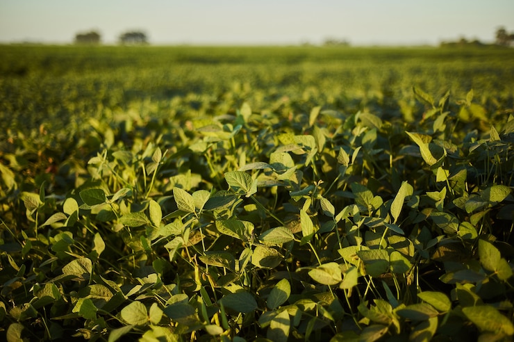 Foto grátis foto de foco seletivo de uma planta verde no campo