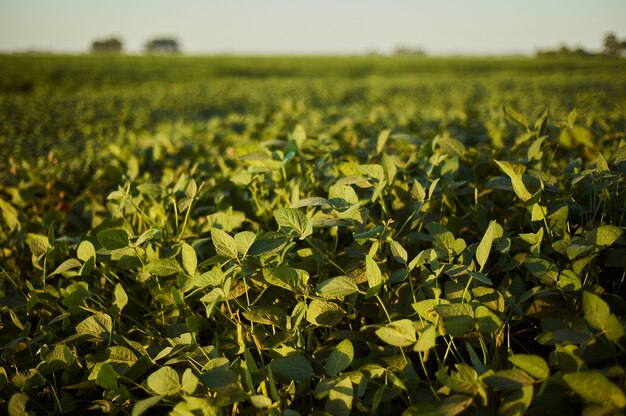 Foto grátis foto de foco seletivo de uma planta verde no campo