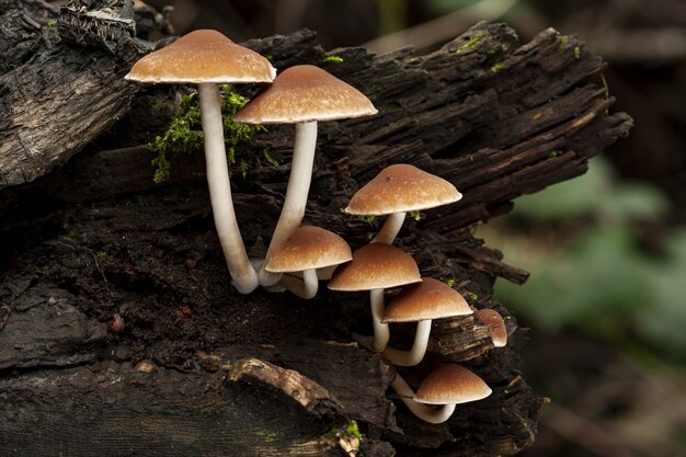 Foto de foco seletivo de uma Psathyrella piluliformis crescendo em um tronco de árvore morta