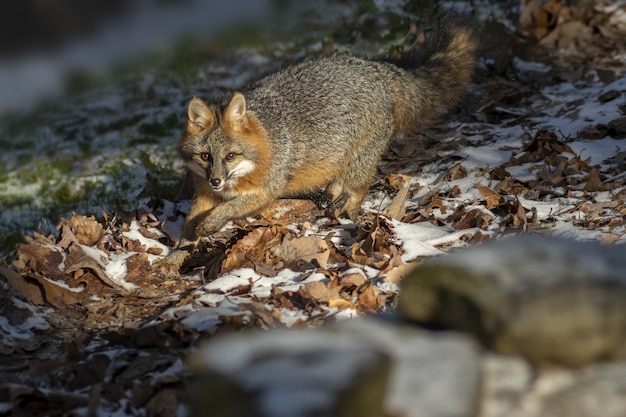Foto de foco seletivo de uma raposa olhando