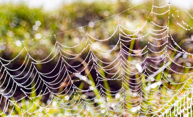 Foto de foco seletivo de uma rede de aranha orvalhada em um campo