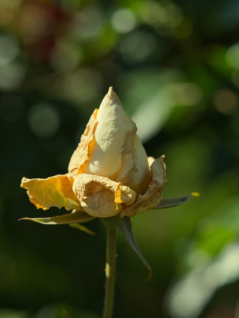 Foto de foco seletivo de uma rosa florescendo no jardim