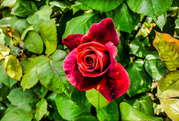 Foto de foco seletivo de uma rosa vermelha cercada por folhas verdes sob a luz do sol