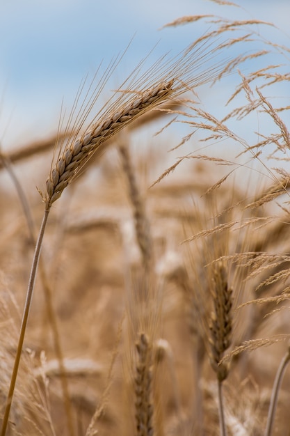 Foto de foco seletivo de uma safra de trigo no campo