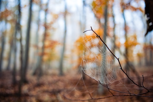 Foto de foco seletivo de uma teia de aranha em um galho em uma floresta de outono