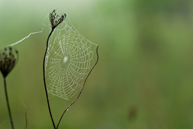 Foto de foco seletivo de uma teia de aranha em uma flor seca