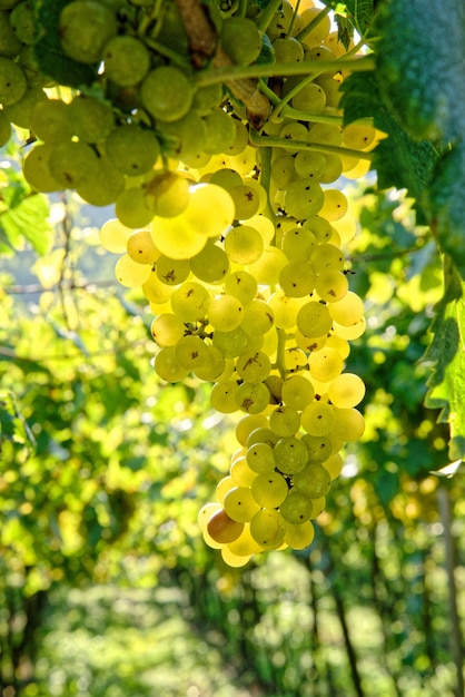 Foto de foco seletivo de uvas maduras frescas e suculentas crescendo em galhos de um vinhedo