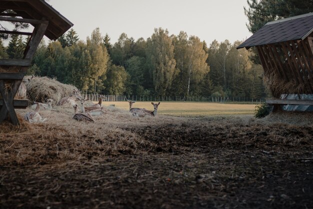 Foto de foco seletivo de veados-de-cauda-branca em uma fazenda