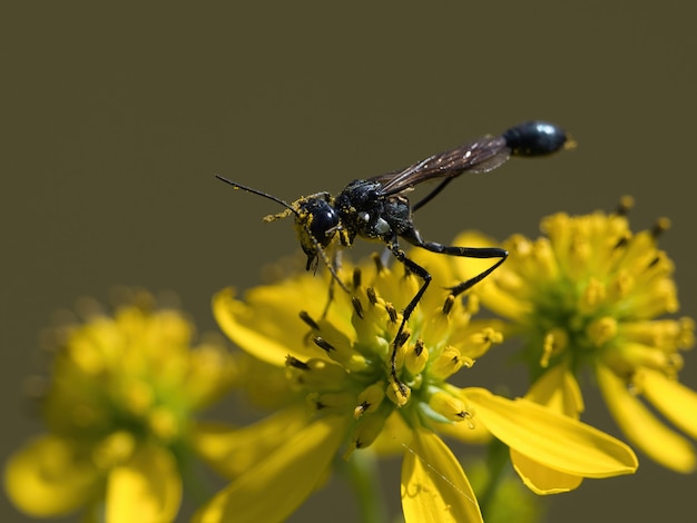 Foto de foco seletivo de vespas Ammophila em uma flor amarela