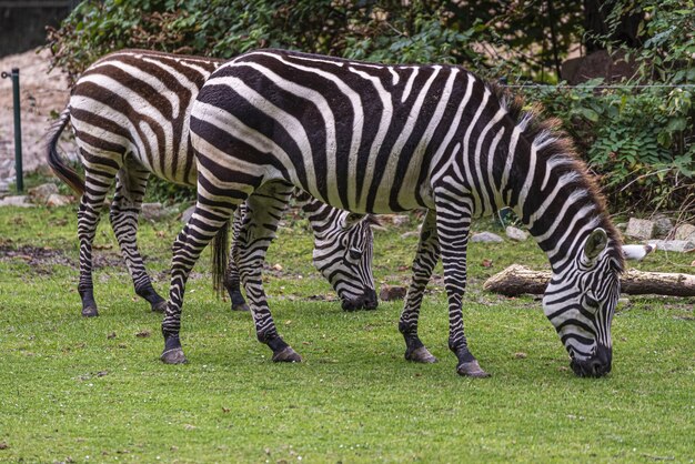 Foto de foco seletivo de zebr no parque Branitz, na Alemanha