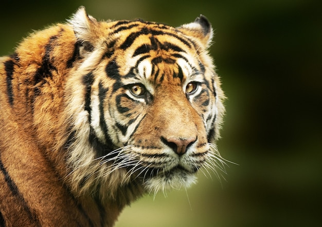 Foto de foco seletivo do rosto do tigre de Bengala