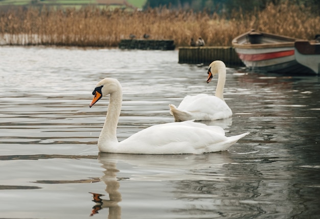 Foto de foco seletivo dos magníficos cisnes nadando em um lago perto de um barco