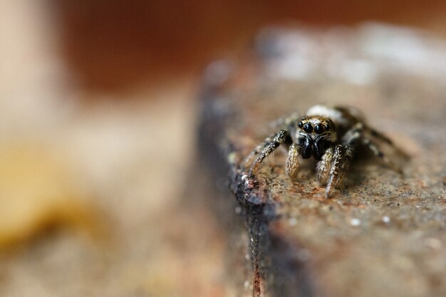 Foto de foco seletivo macro de uma aranha