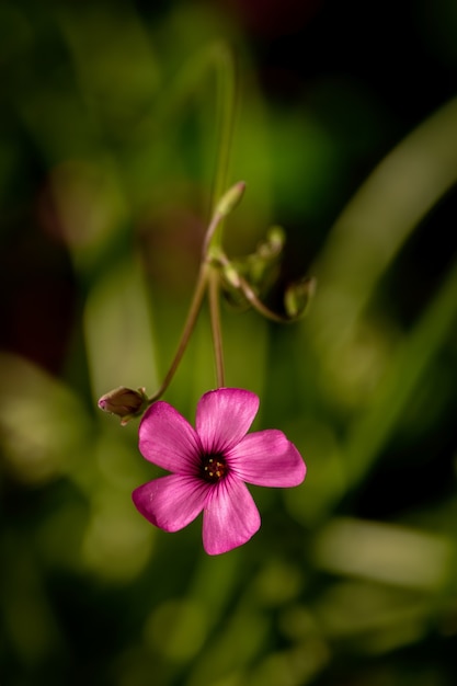 Foto grátis foto de foco seletivo vertical de flor de azeda vermelha