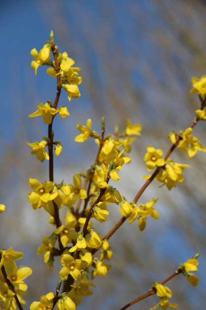 Foto de foco seletivo vertical de flores de Forsythia sob o céu azul