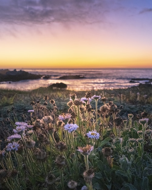 Foto de foco seletivo vertical de flores do campo durante o pôr do sol