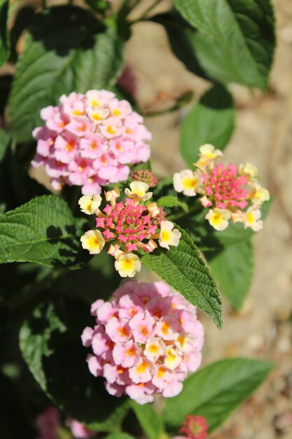 Foto de foco seletivo vertical de lindas flores de lantana camara com um fundo desfocado