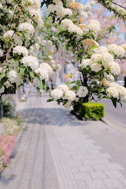 Foto de foco seletivo vertical de ramo de flor branca