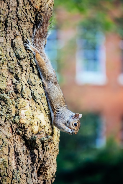 Foto de foco seletivo vertical de um esquilo em uma árvore