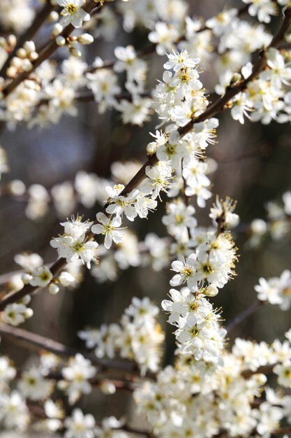 Foto grátis foto de foco seletivo vertical de um galho de flor de cerejeira