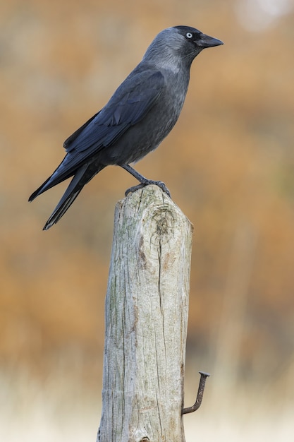 Foto de foco seletivo vertical de um lindo corvo sentado em uma tora de madeira