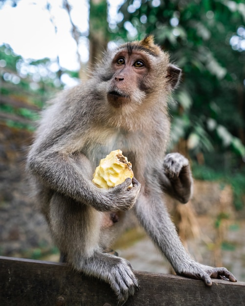 Foto de foco seletivo vertical de um macaco sentado no chão com uma fruta na mão