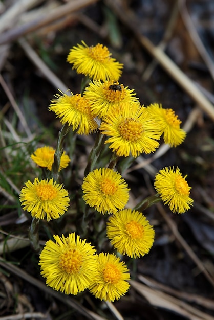 Foto de foco seletivo vertical de um ramo de flores coltsfoot