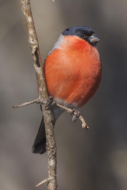 Foto grátis foto de foco seletivo vertical de um robin americano no galho fino de uma árvore