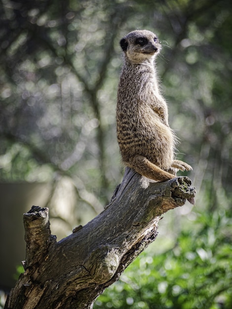 Foto de foco seletivo vertical de um suricato em um tronco no parque Branitz, na Alemanha