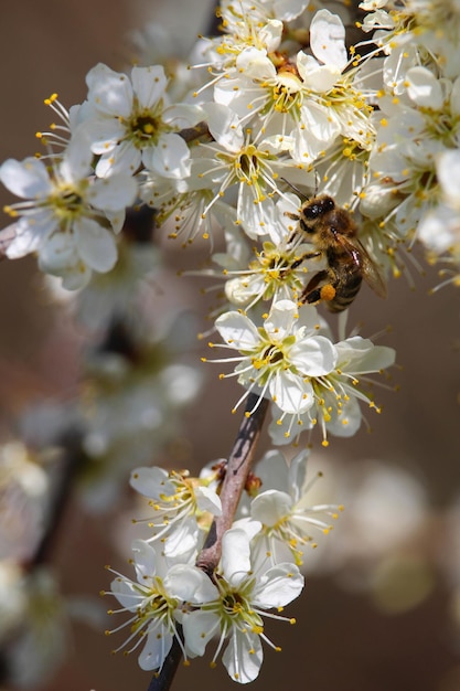 Foto de foco seletivo vertical de uma abelha em flores de cerejeira