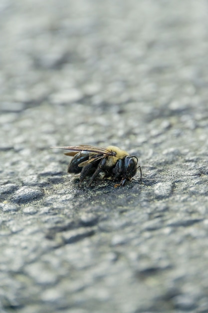 Foto de foco seletivo vertical de uma abelha morta no chão de pedra