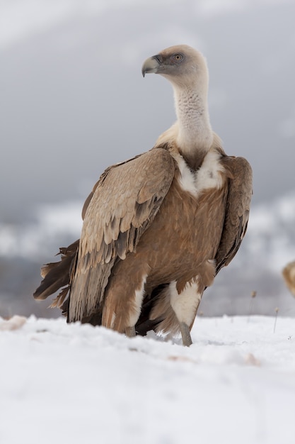 Foto de foco seletivo vertical de uma águia-careca magnífica no solo coberto de neve