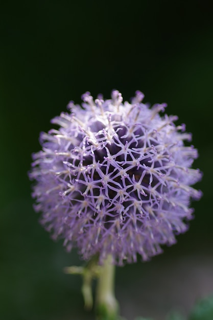 Foto de foco seletivo vertical de uma flor de cardo