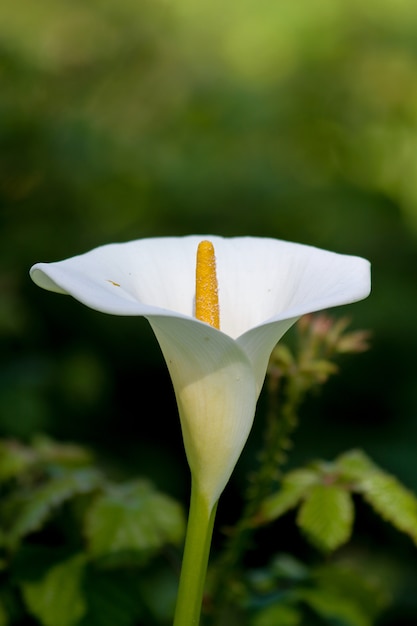 Foto de foco seletivo vertical de uma flor de lírio arum branco