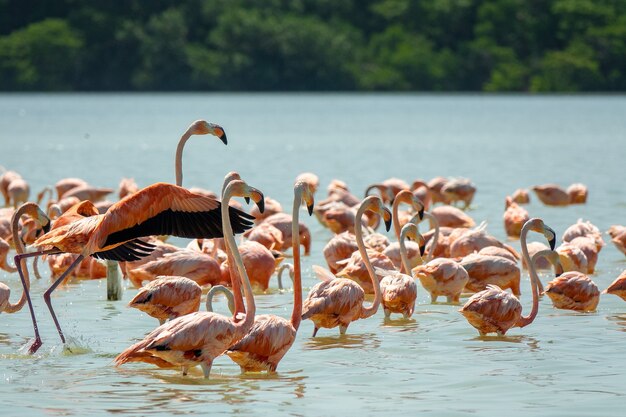 Foto de grande angular de um bando de flamingos na água cercada por árvores