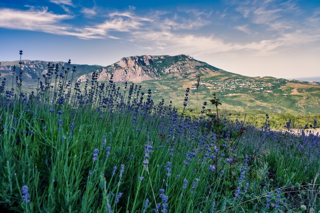 Foto de grande angular de um campo de grama na montanha sob um céu azul