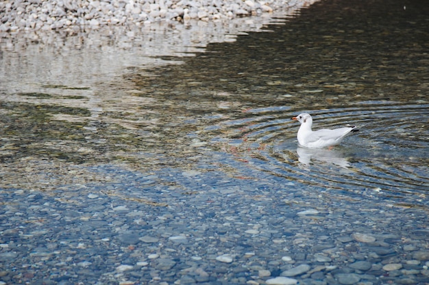 Foto de grande angular de um pássaro branco na água durante o dia
