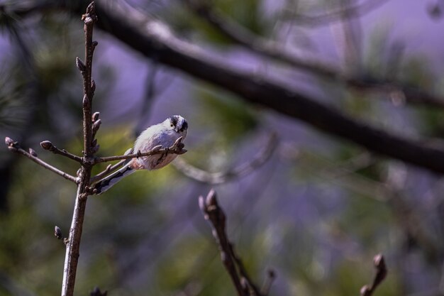 Foto de grande angular de um pássaro branco sentado no topo de um galho de árvore