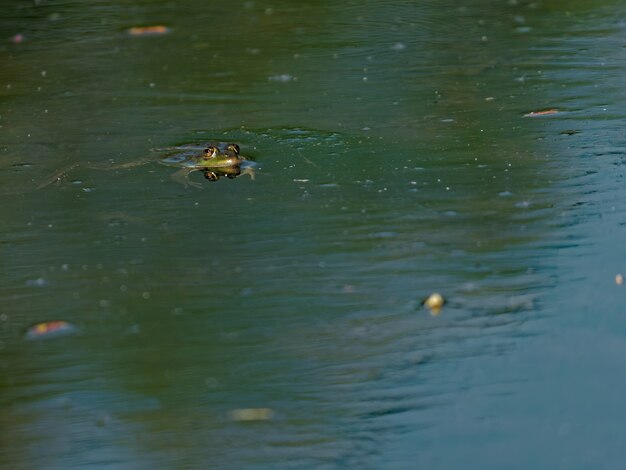 Foto de grande angular do sapo comestível Pelophylax esculentus no lago