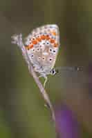 Foto grátis foto de macro focus vertical de borboleta polyommatus