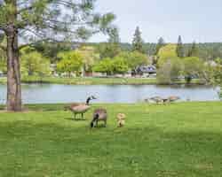 Foto grátis foto de paisagem de gansos e seus bebês comendo grama ao redor de um lago
