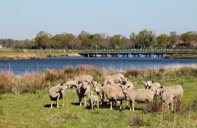 Foto de paisagem de ovelhas em uma área rural com um rio cercado por árvores