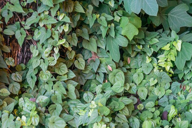 Foto de paisagem de plantas verdes vibrantes sob o sol