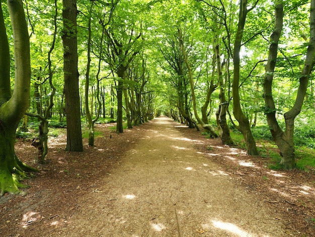 Foto de paisagem de um caminho largo com linhas verdes de árvores