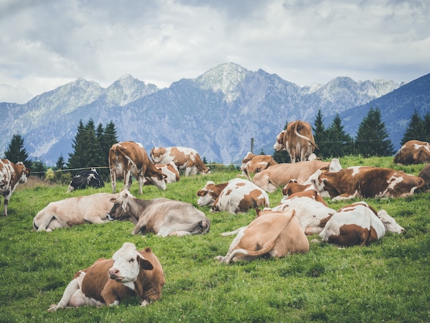 Foto de paisagem de vacas em cores diferentes sentadas na grama em uma área montanhosa