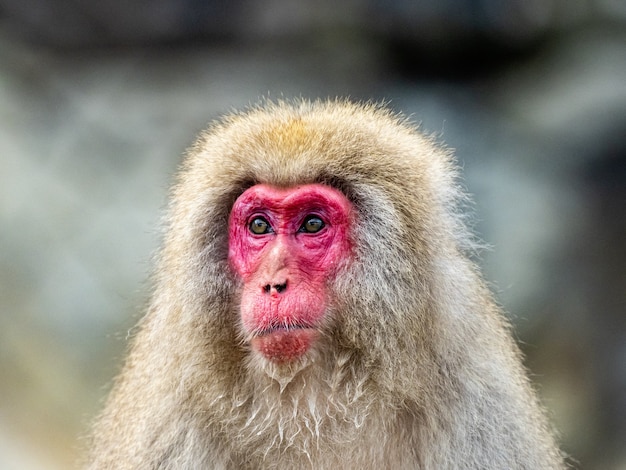 Foto grátis foto de retrato de um macaco japonês adulto